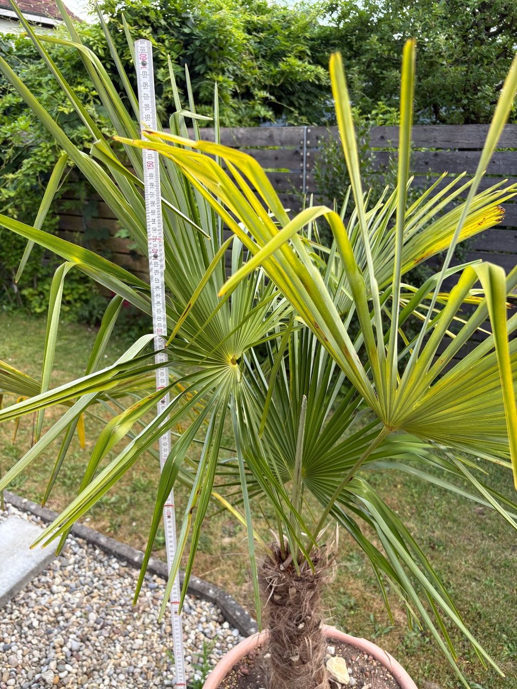 Plantes & graines: Palme – D'occasion à Wiesendangen par plus-minus 5
