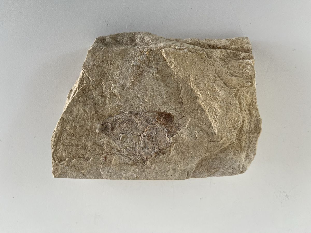 Fossiles: Fossil – D'occasion à Wetzikon ZH par seli03 2