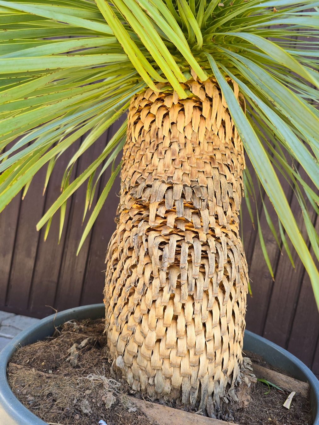 Pflanzen & Samen: Wunderschöne Yucca Rostrata – Gebraucht aus Aarburg von popkorn65 5