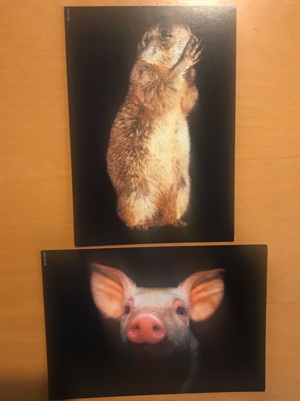 Cartoline postali: 2x Grusskarten Murmeltier & Schwein Ferkel – Usato da Luzern venduto da mey_s13