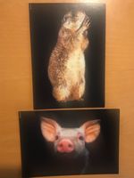 2x Grusskarten Murmeltier & Schwein Ferkel