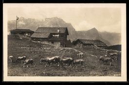 Engelberg, Gerschnialp mit Kühen auf de