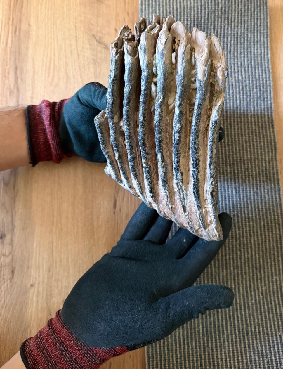 Fossili: mammutzähne – Usato da Zurigo venduto da gmi_2t55 6