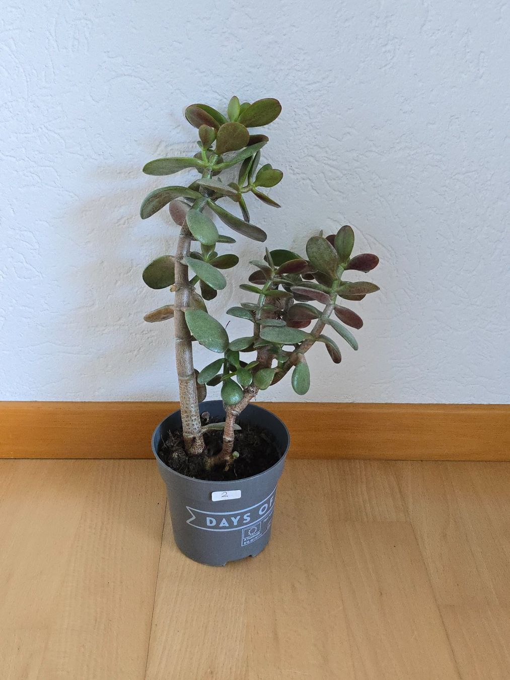 Piante & sementi: Geldbaum Setzling ca. 26 cm hoch (Nr. 2) – Usato da Dättlikon venduto da Wundertuete_
