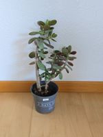 Geldbaum Setzling ca. 26 cm hoch (Nr. 2)