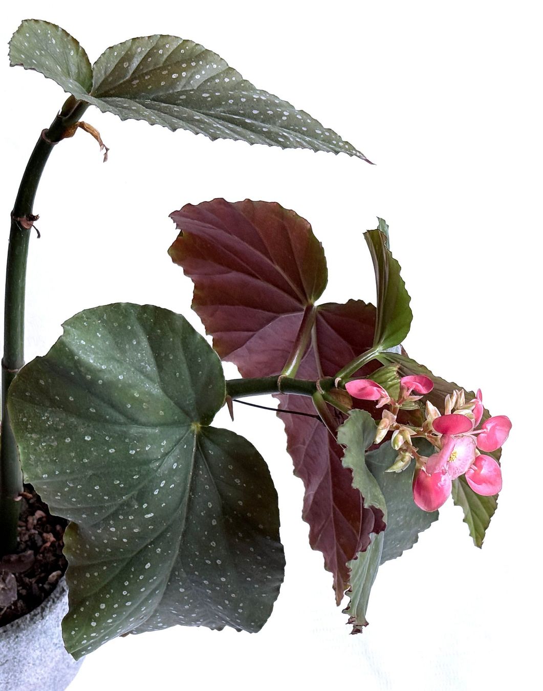 Piante & sementi: Begonia*Lucerna/Corallina***** – Nuovo (secondo la descrizione) da Dübendorf venduto da Orchid18 1