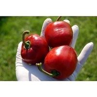 ARBRE A PIMENTS  ! (variété géante) 5g