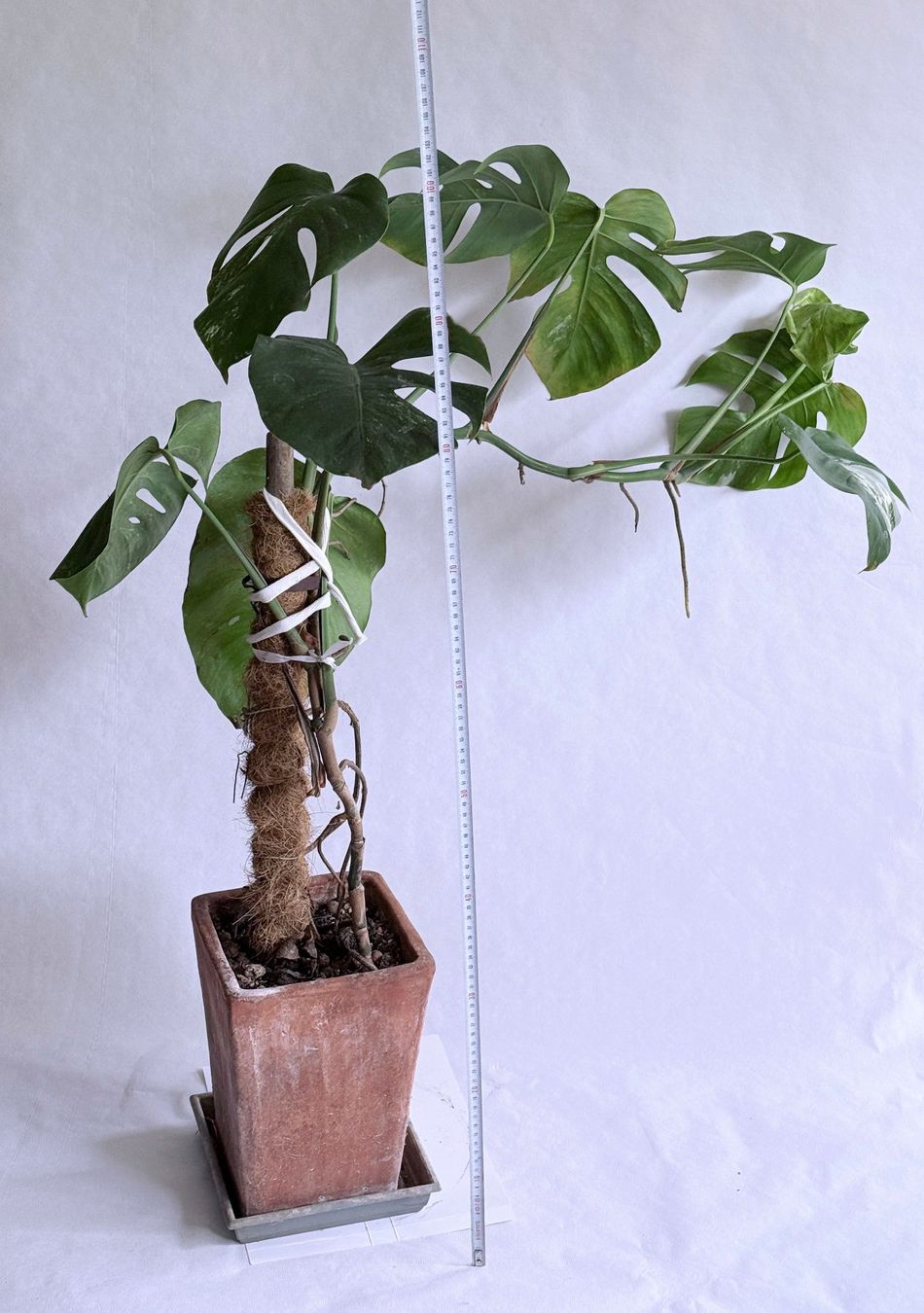 Piante & sementi: Monstera variegata***** – Nuovo (secondo la descrizione) da Dübendorf venduto da Orchid18 3