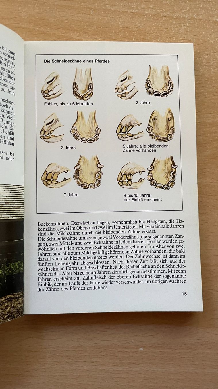 Libri: Pferde und Ponys – Usato da Glattfelden venduto da markweb 3