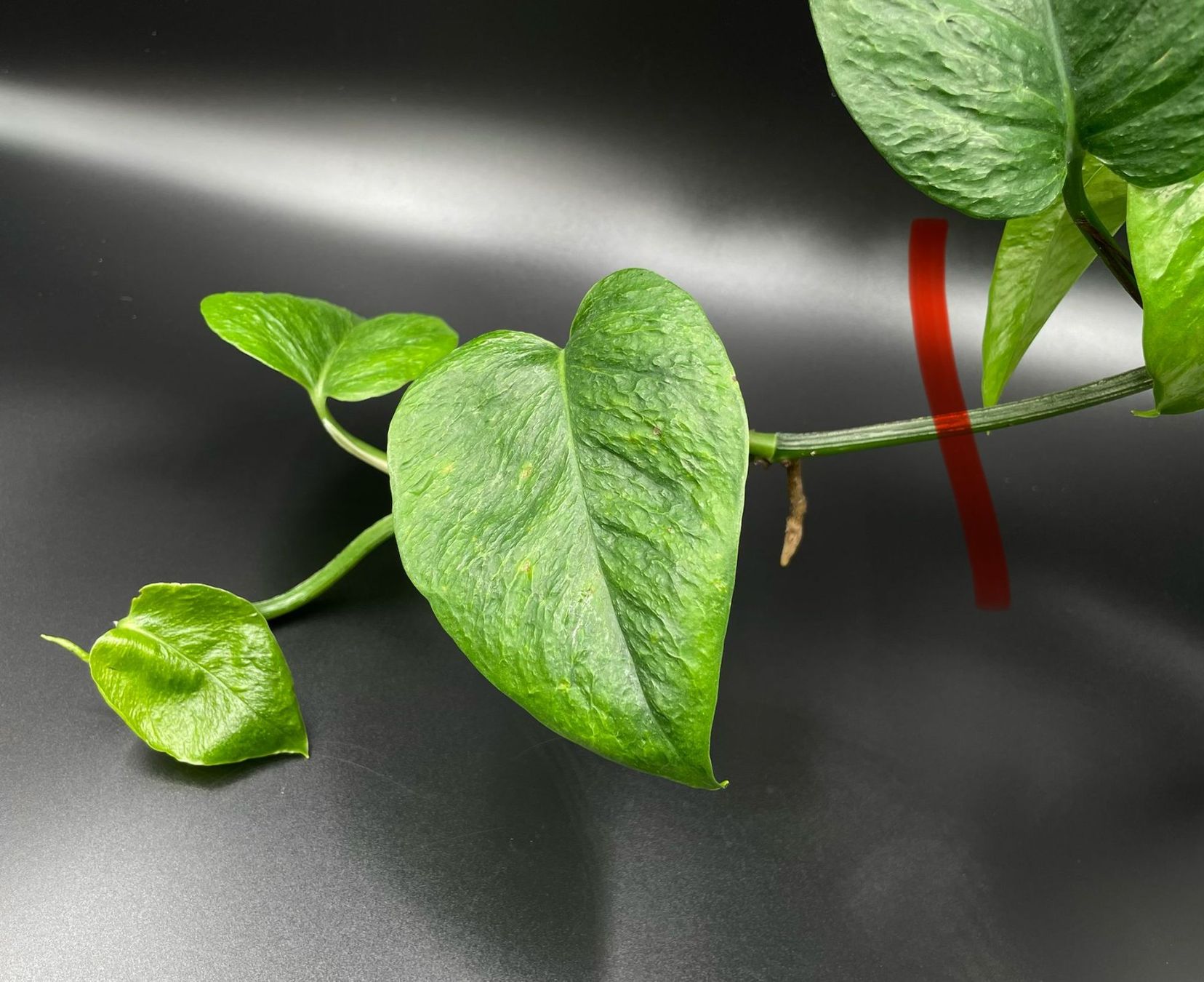 Piante & sementi: Epipremnum aureum 'Teruno Linda' – Nuovo (secondo la descrizione) da Bühler venduto da googelibear 1