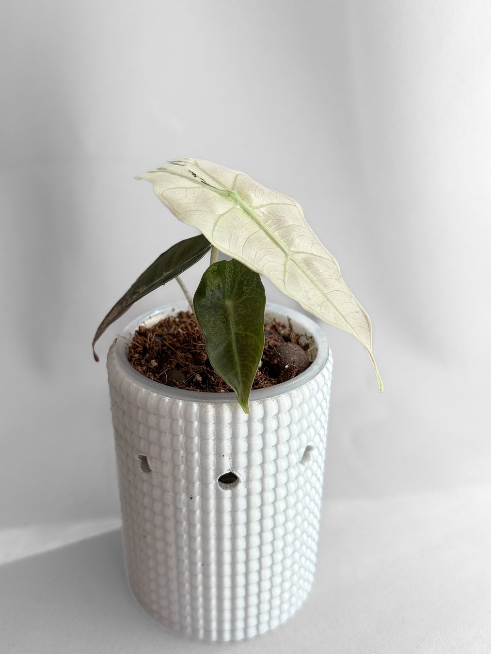 Piante & sementi: Alocasia Polly Pink Variegata – Nuovo (secondo la descrizione) da Seuzach venduto da animaplants