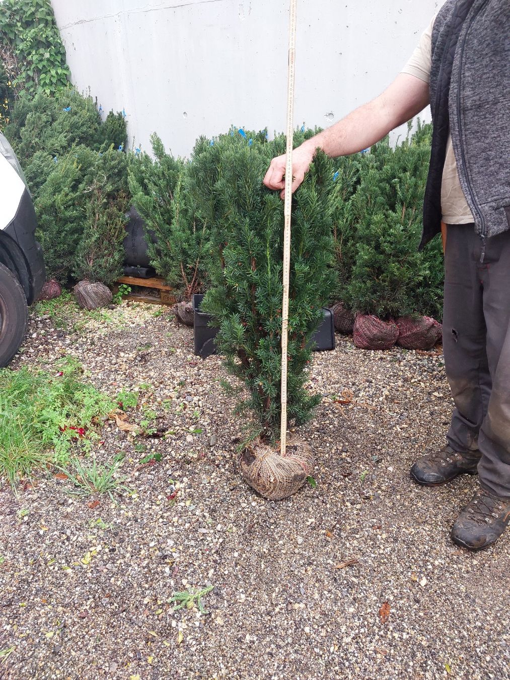 traktor fagus Fagus Spielzeug Traktor aus Holz kaufen – KOKOMOO