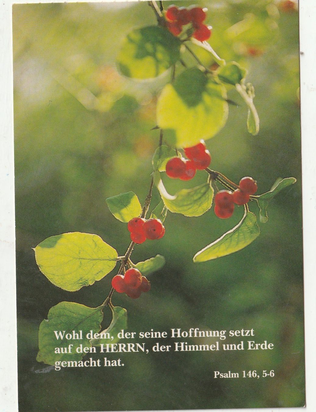Cartes postales: Blumenkarte – D'occasion à Lumbrein par made02