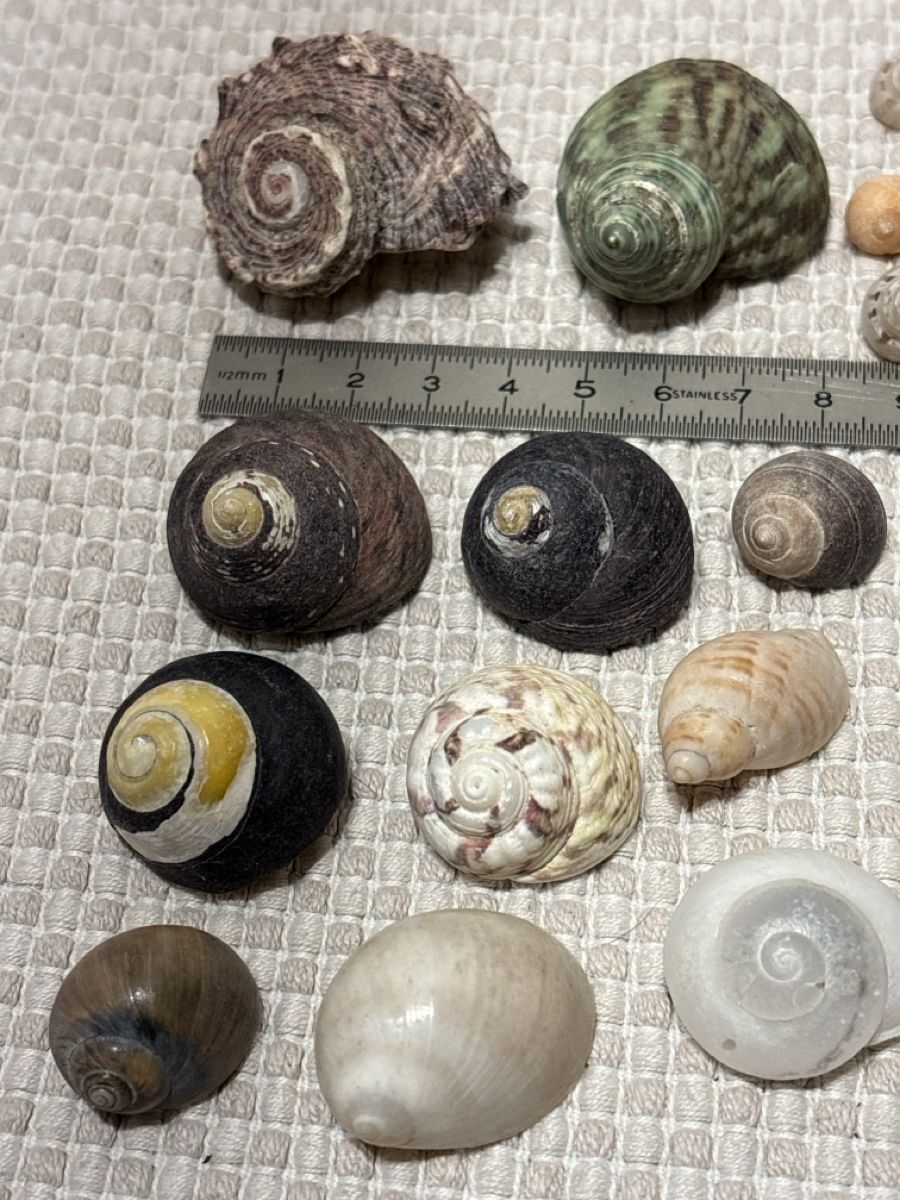 Tutte le decorazioni: Muschel Sammlung – Usato da Rümlang venduto da resale35 2