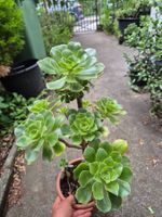 Sukkulente Dickblattrosette Aeonium Arboreum