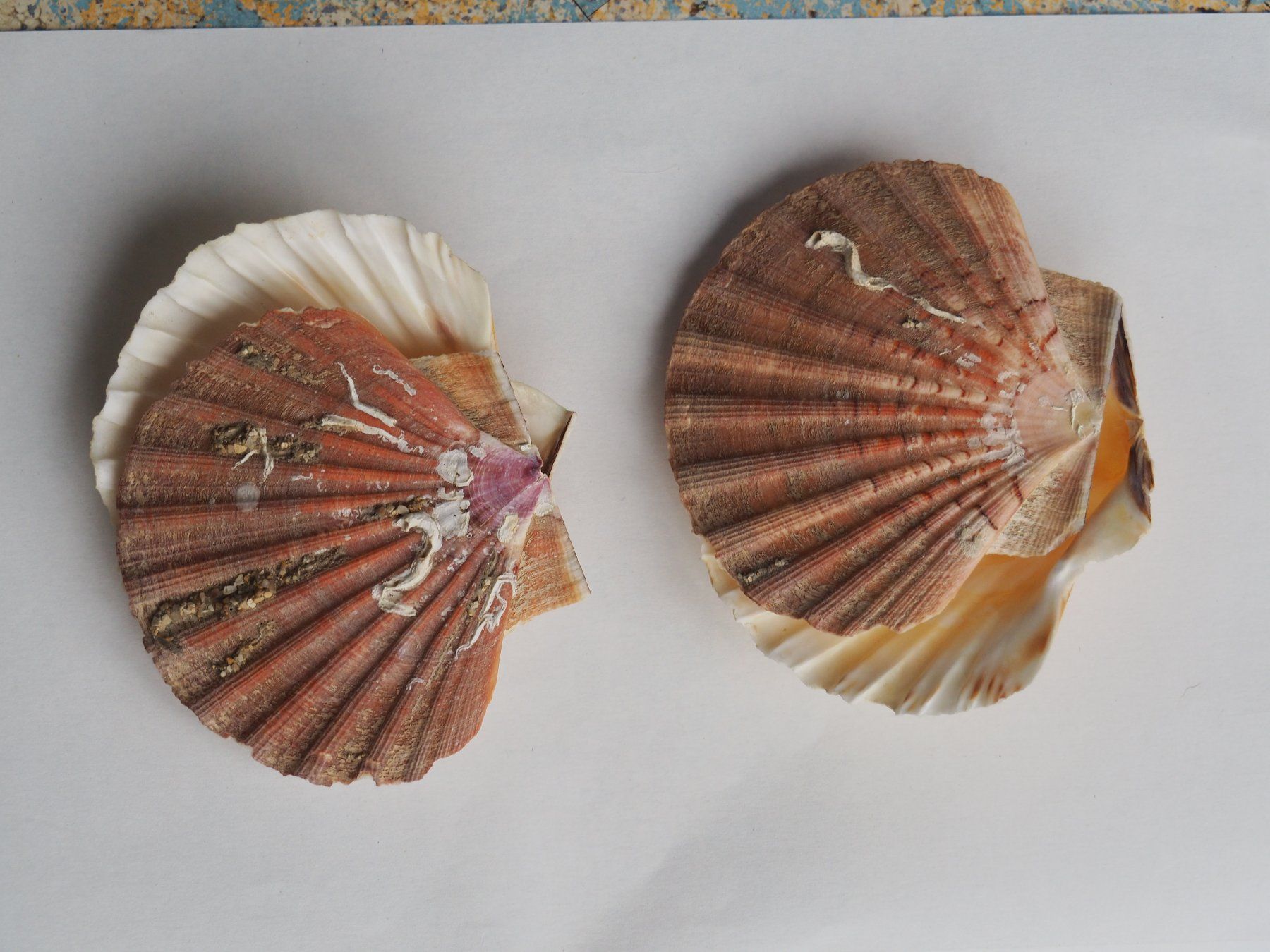 Alle Dekorationen: Muscheln 2x – Neu (gemäss Beschreibung) aus Wittenbach von Nirual01 1