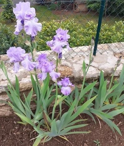 Pflanzen & Samen: Iris 1 bulbe Orchidarium – Gebraucht aus Lajoux JU von Briard0 1