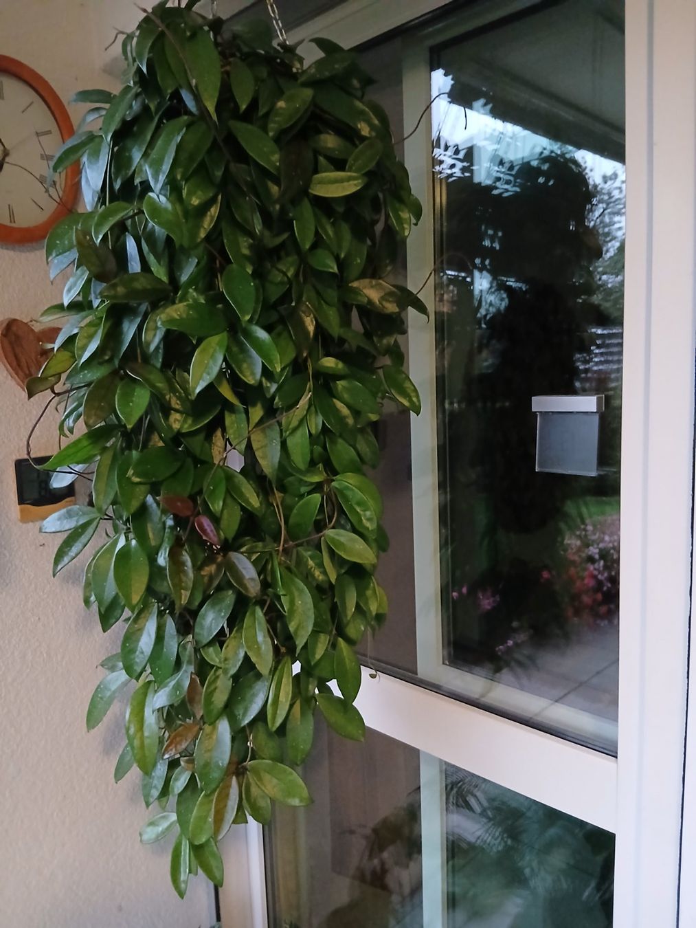 Plantes & graines: Hoya – D'occasion à Zürich par Pizzu1 1