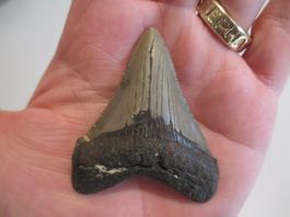StarRecordsGmbH: Megalodon-Zahn / 6,3 cm / mit Zertifikat