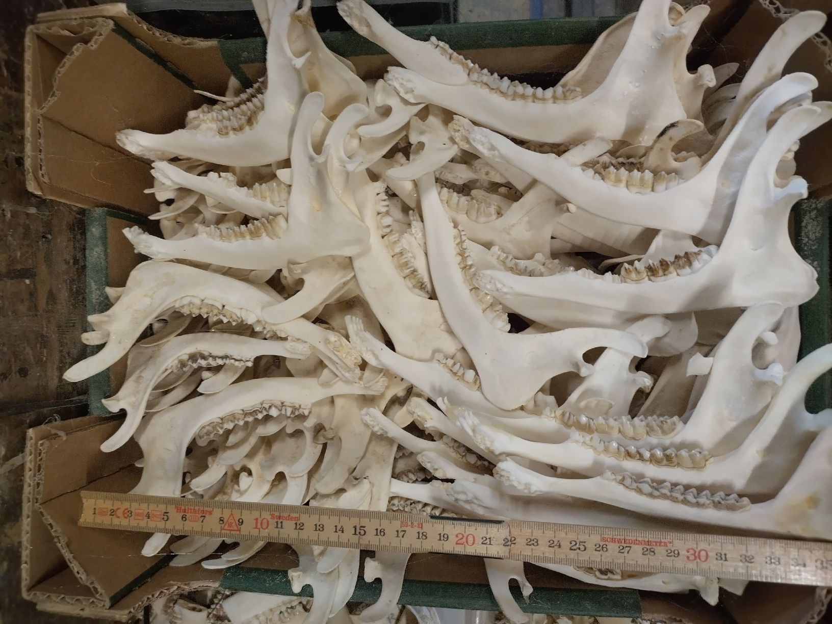 Il mondo degli animali: 10 Stück Rehkiefer – Usato da Wettingen venduto da Bwalti