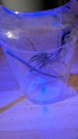 rundes Terarium mit Licht und Dekoration 