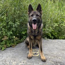 Profile image of k9jeko