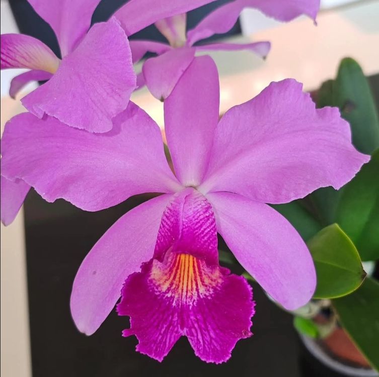Orchidee Cattleya Kaufen