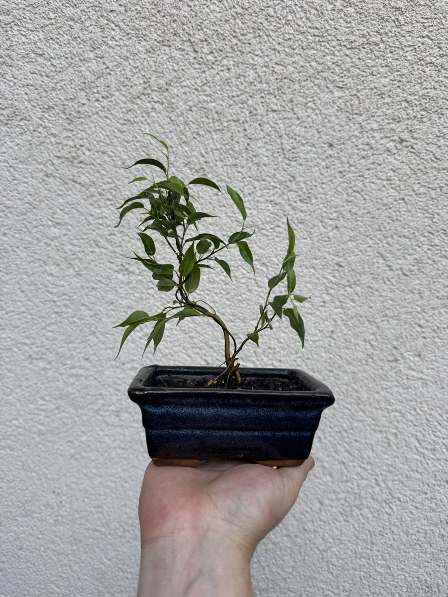 Piante & sementi: Kleiner Ficus Bonsai mit Topf. – Usato da Rümlang venduto da Gruseh.ch 3