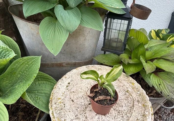 Pflanzen & Samen: Hosta – Gebraucht aus Lajoux JU von Briard0 1