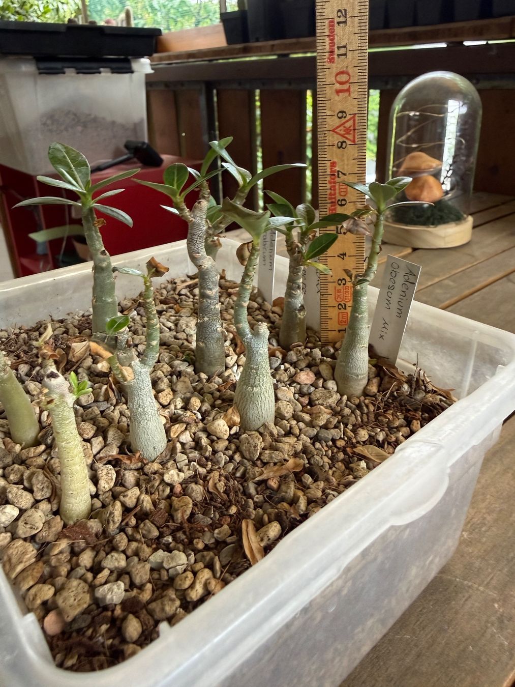 Piante & sementi: Adenium obesum Mix – Usato da Rorbas venduto da SimS0n 2
