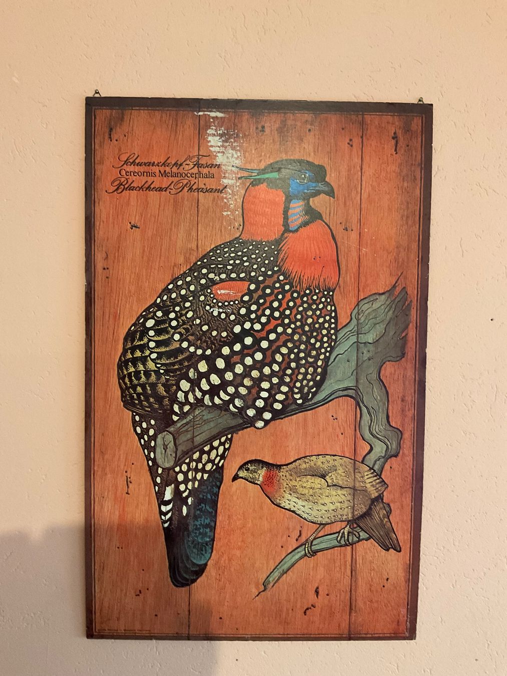 Foto & Immagini: Poster Fasan 98x62 – Usato da biberist venduto da antoniaf01