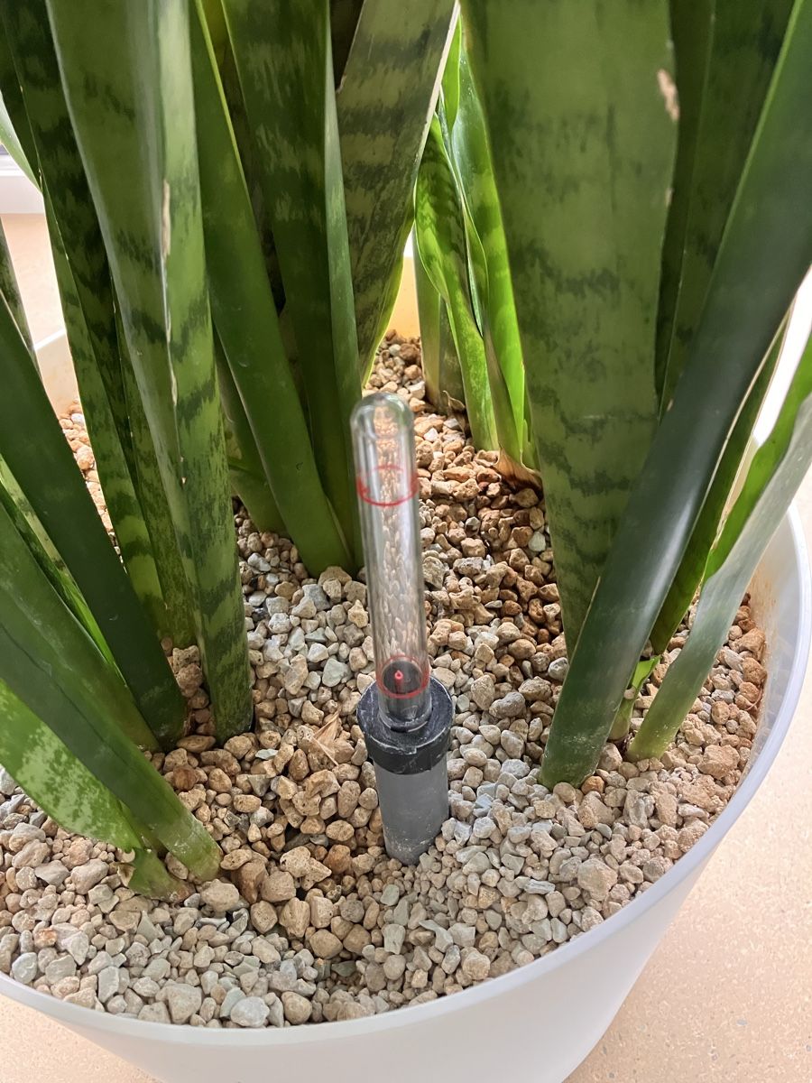 Piante & sementi: Schwiegermutterzunge/Bogenhanf/Sansevieria – Usato da Avenches venduto da ChristinaW0102 3
