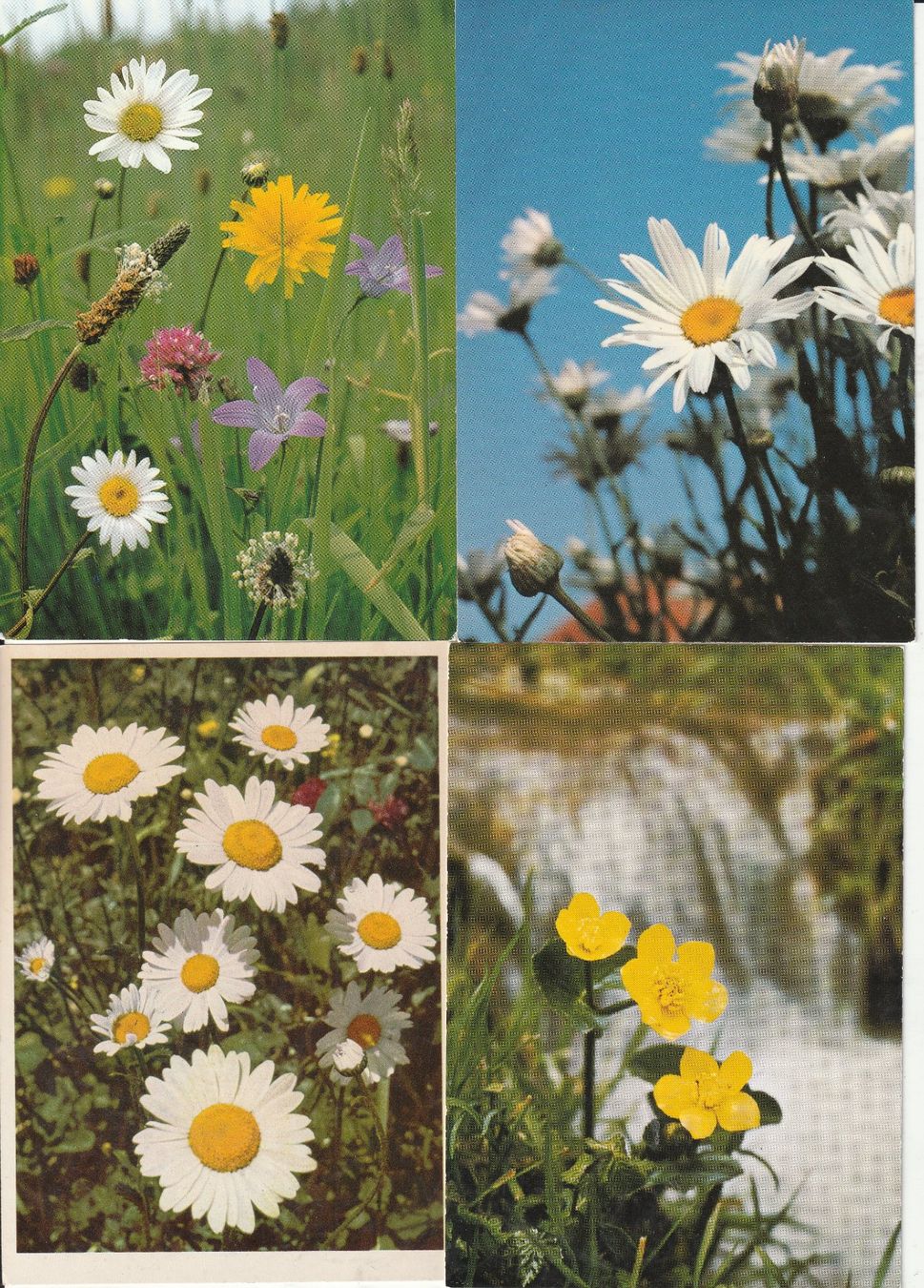 Cartoline postali: 40 Schöne Blummenkarten – Usato da Lumbrein venduto da made02 1
