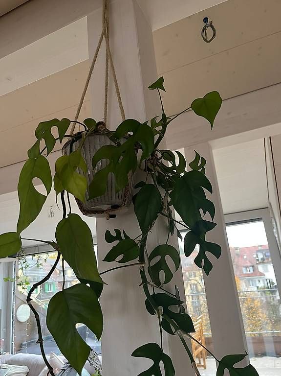Hngepflanze Monstera (Gebraucht) in Luzern fr CHF 20  nur Abholung auf  Ricardo kaufen