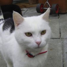 Profile image of Pivi1