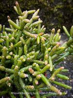 Rhipsalis Burchellii - Kaktus-Seltenheit aus Brasilien