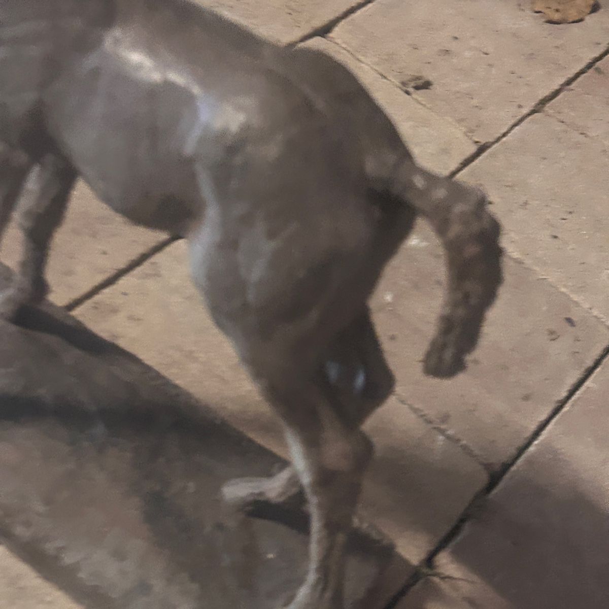 Sculture & Statue: Pferdeskulptur – Usato da Laufen venduto da belleskulptur 4