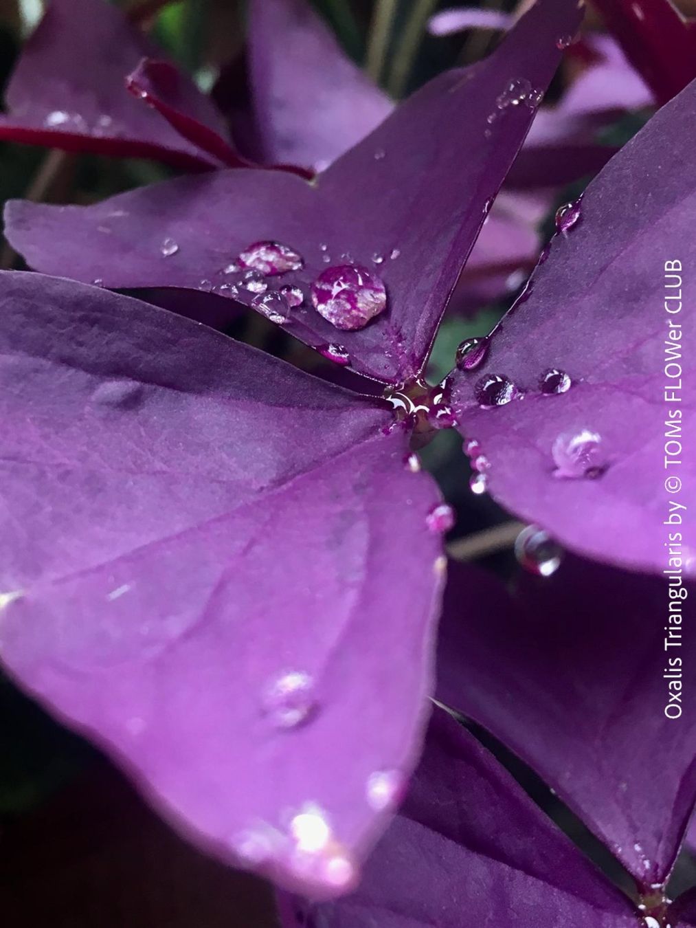 Piante & sementi: Oxalis Triangularis - Glücksklee intensiv Burgundy – Nuovo e nell'imballaggio originale da Adliswil venduto da astom369 8