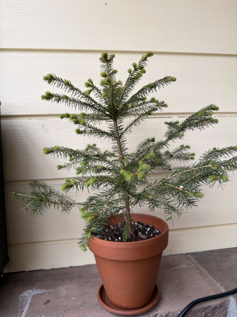 Piante & sementi: Bonsai di abete – Nuovo (secondo la descrizione) da Biembach venduto da flo_lt9t