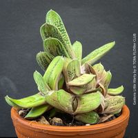 Gasteria 'Little Warty' - Sukkulente die überzeugt