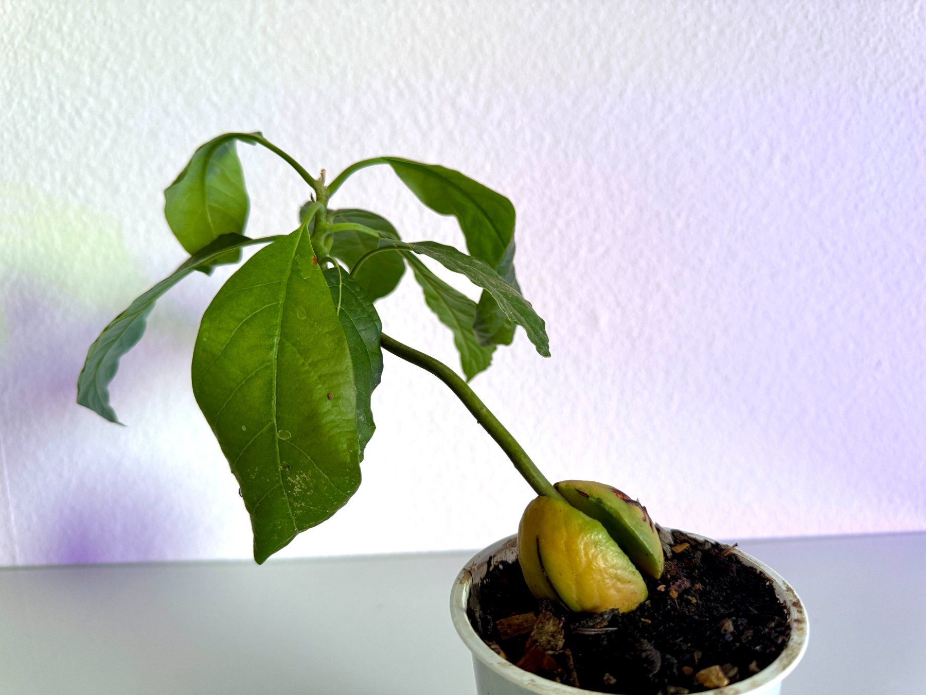 Pflanzen & Samen: Avocado Bonsai Baum (tilted trunk) – Gebraucht aus Schlieren von Edgar_k 6