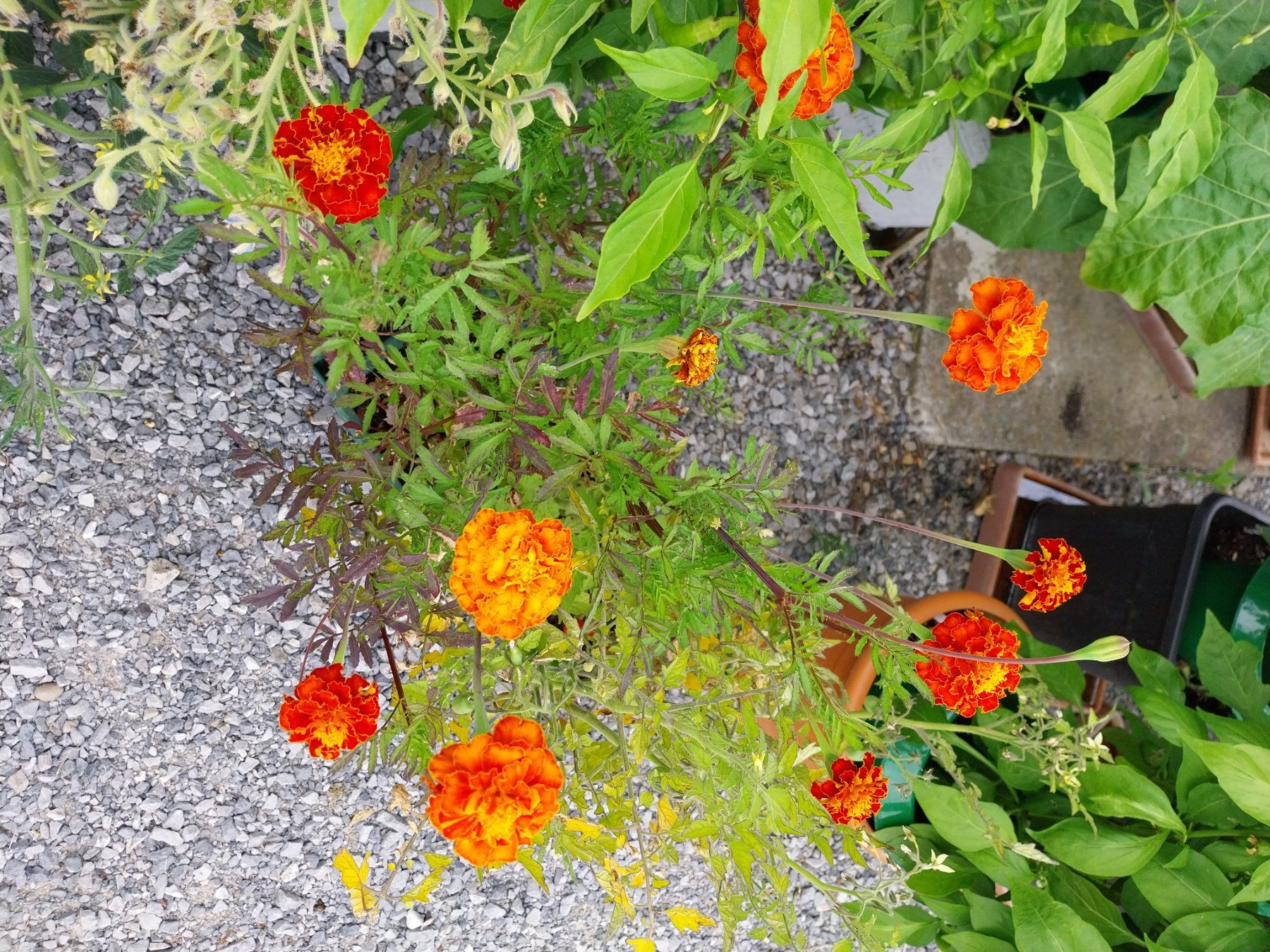 Piante & sementi: Samen Tagetes  20-30Stk 2026 – Usato da Schwaderloch venduto da bademeister79 4