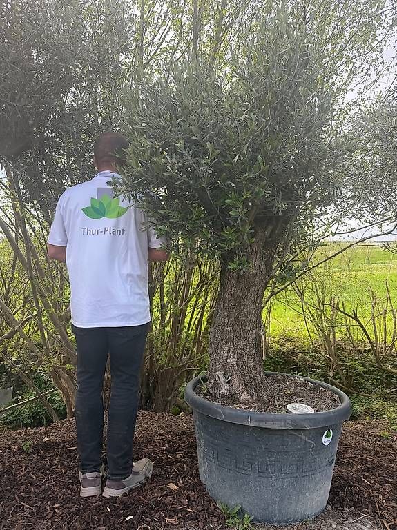 Piante & sementi: Olivenbaum "Olea Europea 21" – Usato da Zuckenriet venduto da Thur_Plant 4