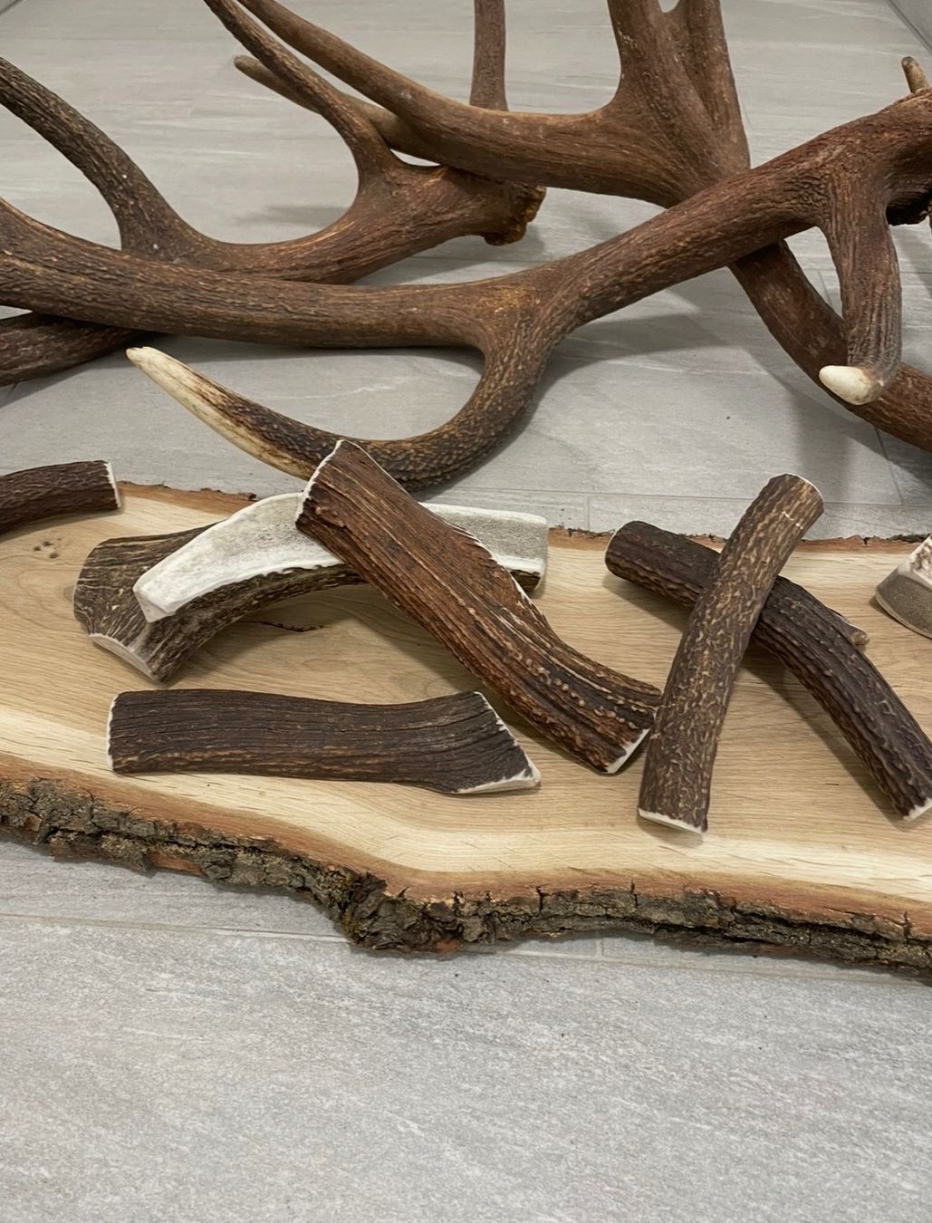 Mangimi: Hirsch Geweih M bois cerf M – Usato da Vuadens venduto da hoc_fd5p 1