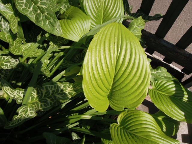 Pflanzen & Samen: Hosta Funkie  Ableger  hellgrün, Blüte weiss – Gebraucht aus Basel von FRAU.ZAUBER.MOND 3