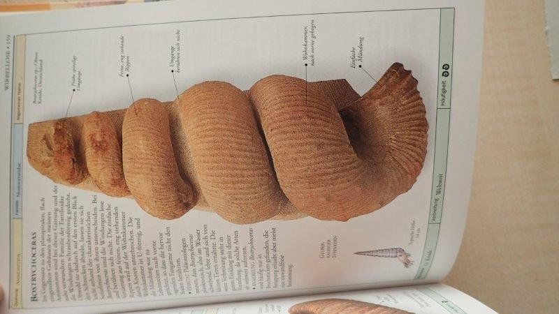 Libri: Fossilien Bestimmungsbuch – Usato da Rickenbach BL venduto da Oktober68 2