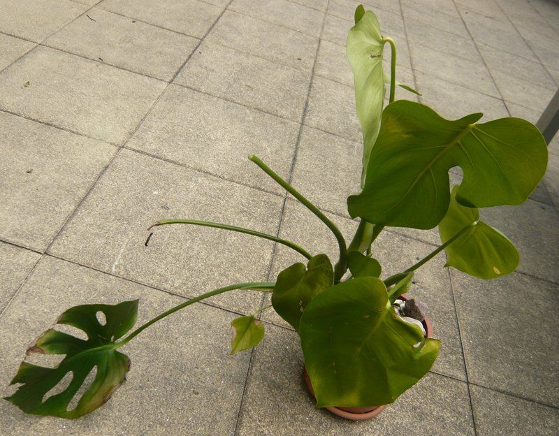 Plantes & graines: Monstera / Pflanze – Neuf (Voir description) à Ruggell par Dolce9 1