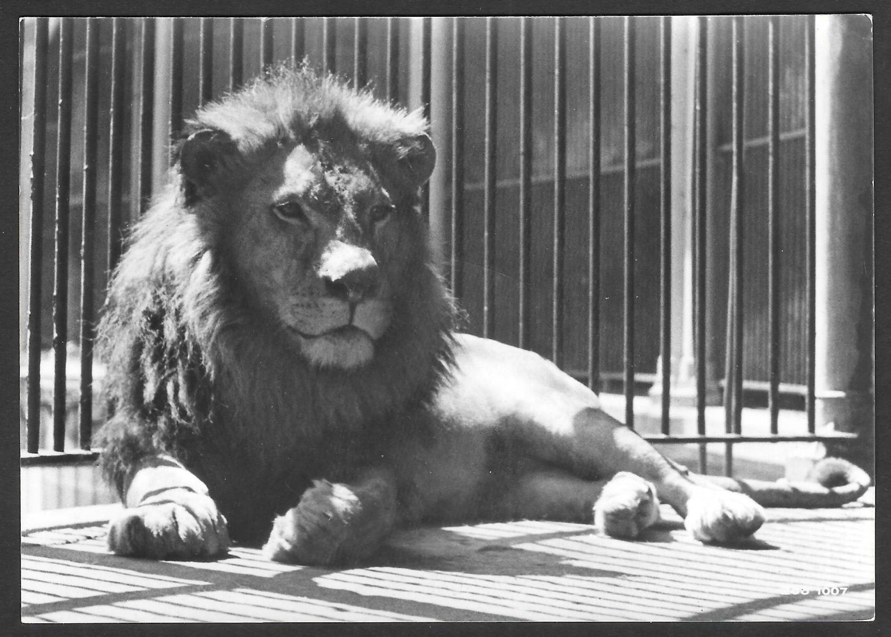 Cartoline postali: Zoologischer Garten Basel Mähnenlöwe – Usato da Olten venduto da clotaldi