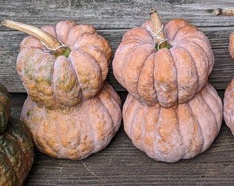 Piante & sementi: 12 Samen SHISHIGITANI Kürbis – Nuovo (secondo la descrizione) da Ehrendingen venduto da VerveinaSamen 2