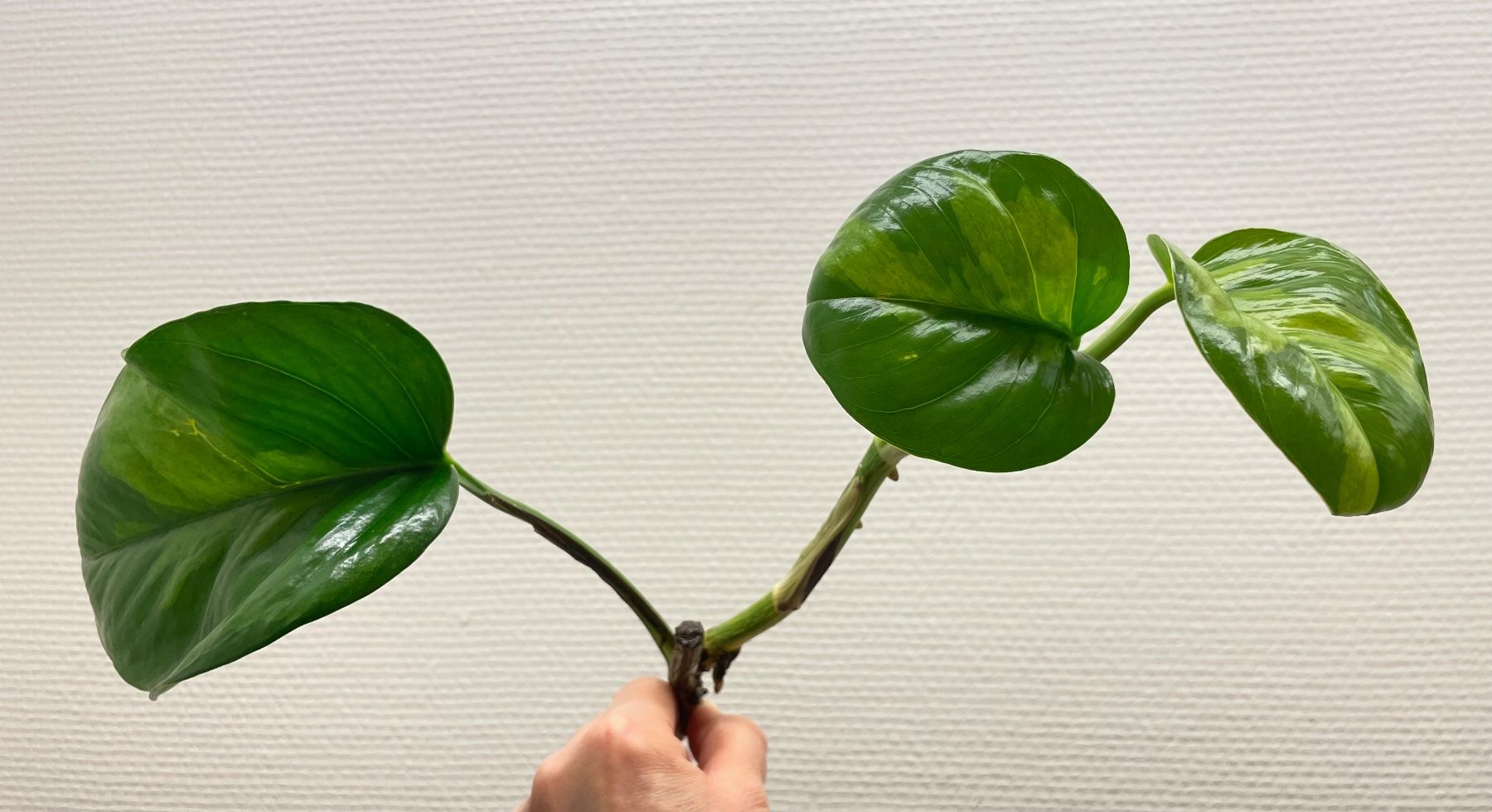 Piante & sementi: Epipremnum aureum 'Global Green' – Nuovo (secondo la descrizione) da Bühler venduto da googelibear